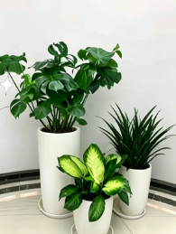 海曙绿化养护工具-慈溪花卉租赁合同法律效力-慈溪花卉租摆经营-杭州湾花卉租摆服务公司